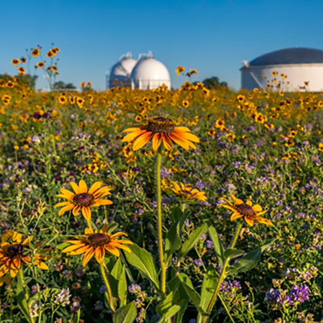 A close of up a field of flowers with an MPC refinery in the background